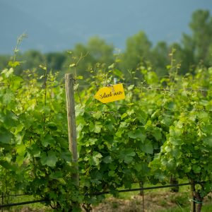 Hotel Morgana | Gallery